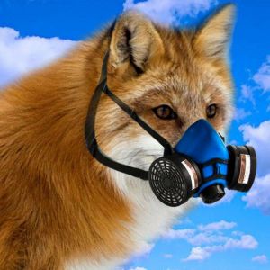 SlyFox